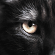 Illustration for article titled Superpower vision lets cats and dogs see in ultraviolet